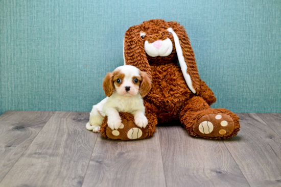 Cavalier King Charles Spaniel Pup Being Cute