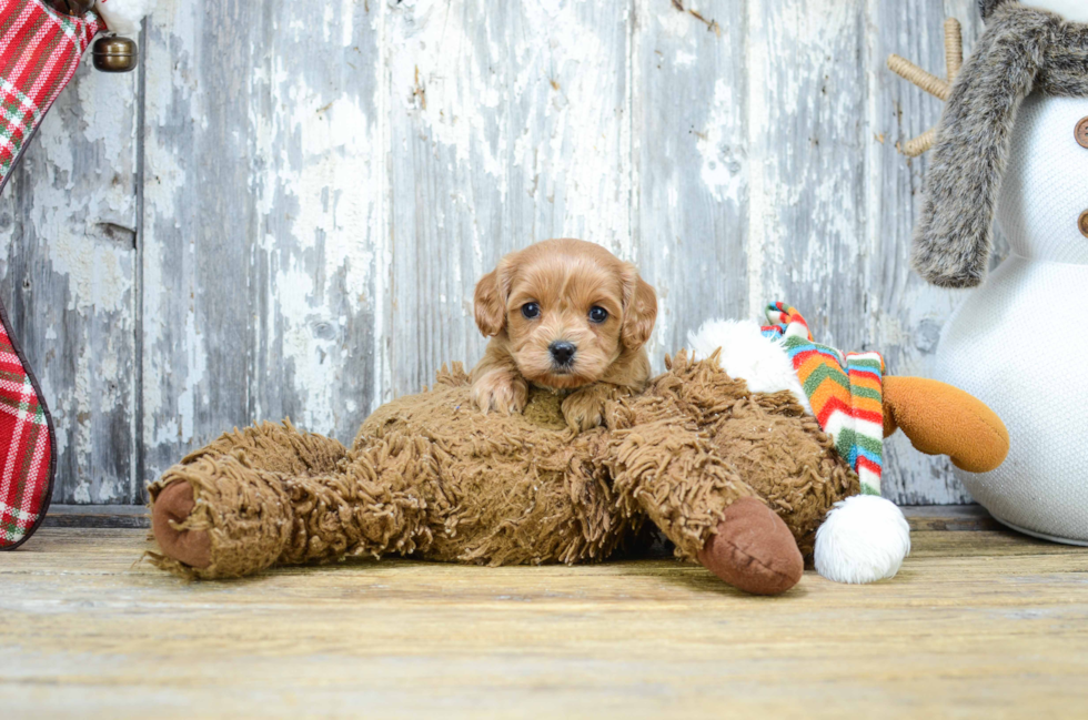 Cavapoo Puppy for Adoption