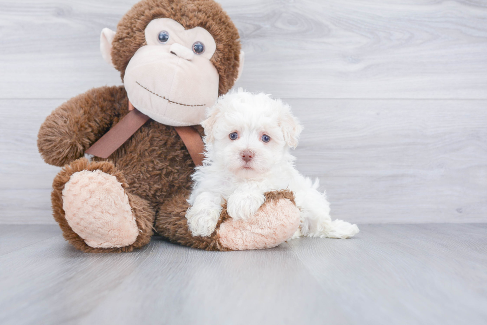 Havanese Puppy for Adoption