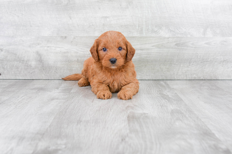 Friendly Mini Goldendoodle Baby