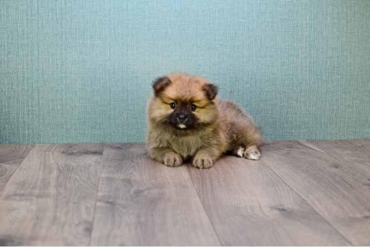 Playful Pomeranian Purebred Pup