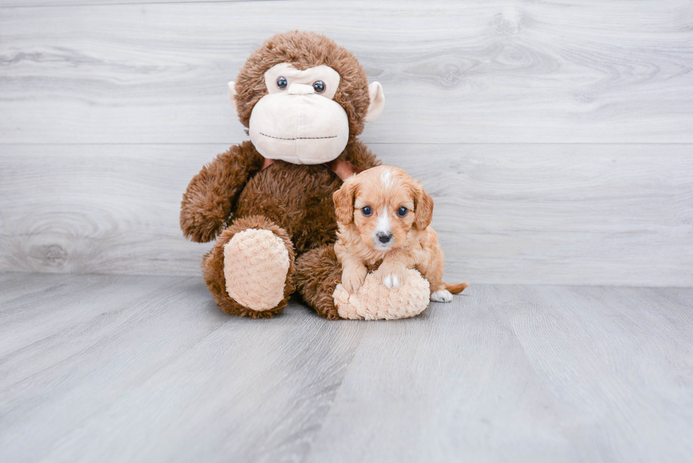 Cute Cavapoo Baby