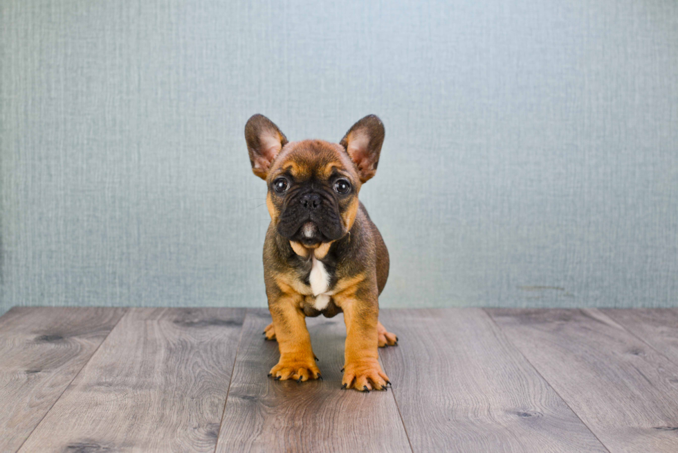 French Bulldog Puppy for Adoption