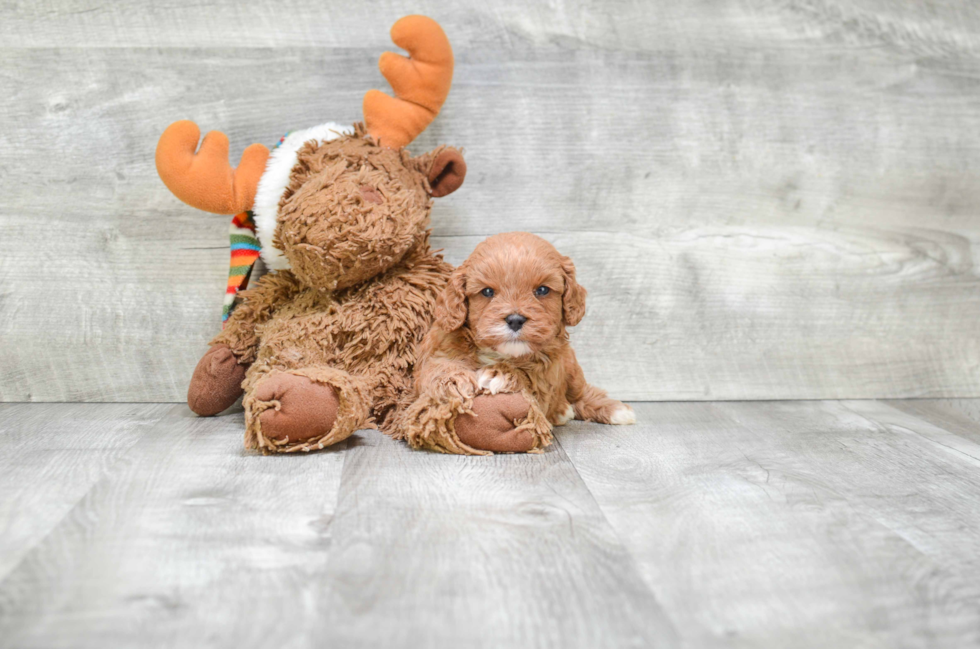 Popular Cavapoo Poodle Mix Pup