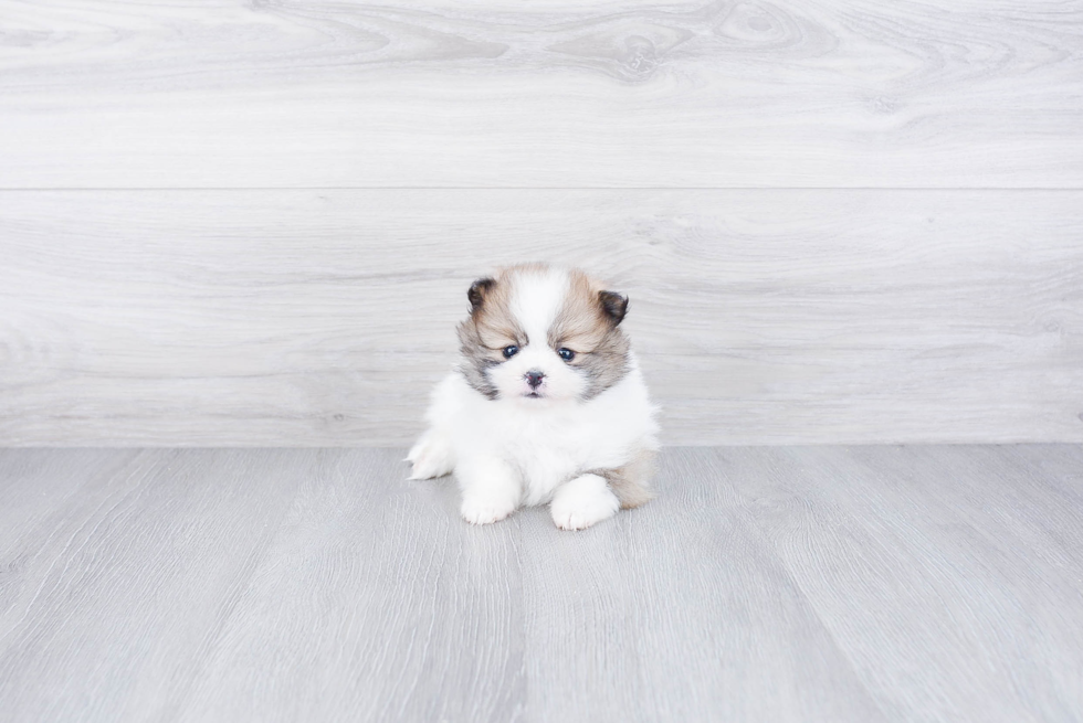 Pomeranian Pup Being Cute