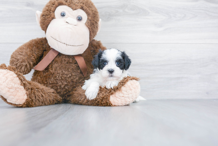 Shih Poo Pup Being Cute