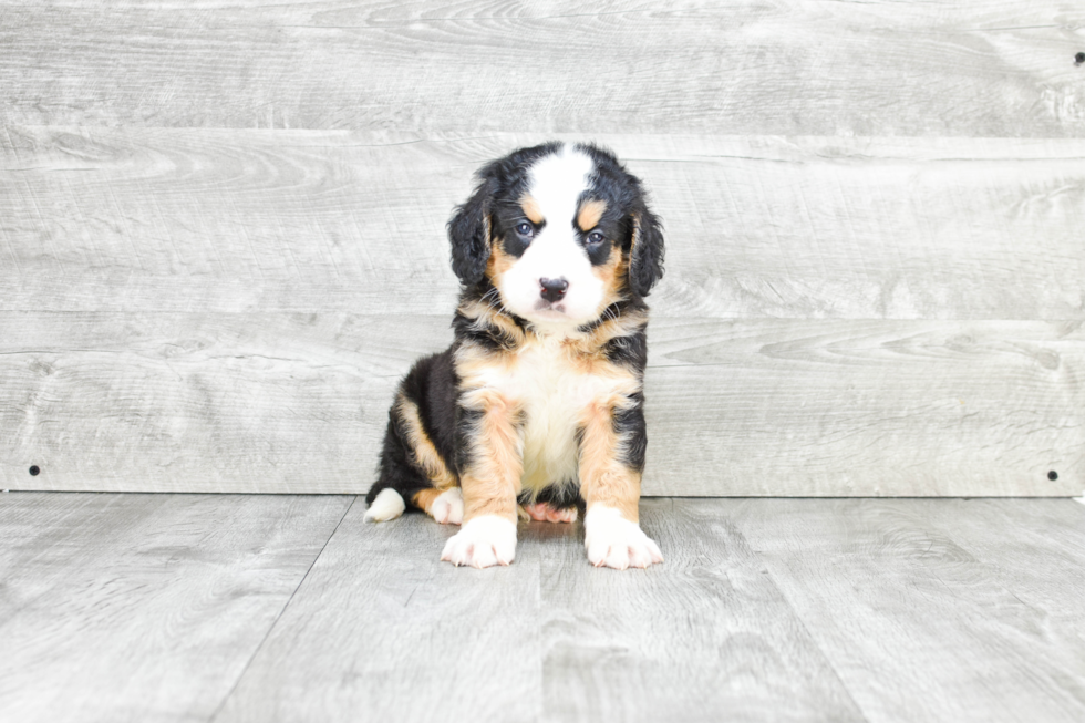 Adorable Bernadoodle Poodle Mix Puppy