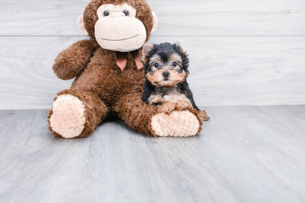 Meet Beckham - our Yorkshire Terrier Puppy Photo 