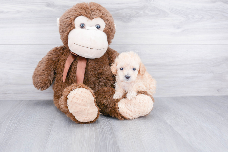 Maltipoo Pup Being Cute