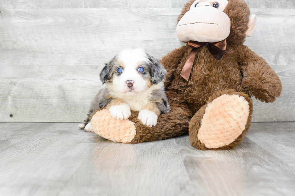 Happy Mini Bernedoodle Baby