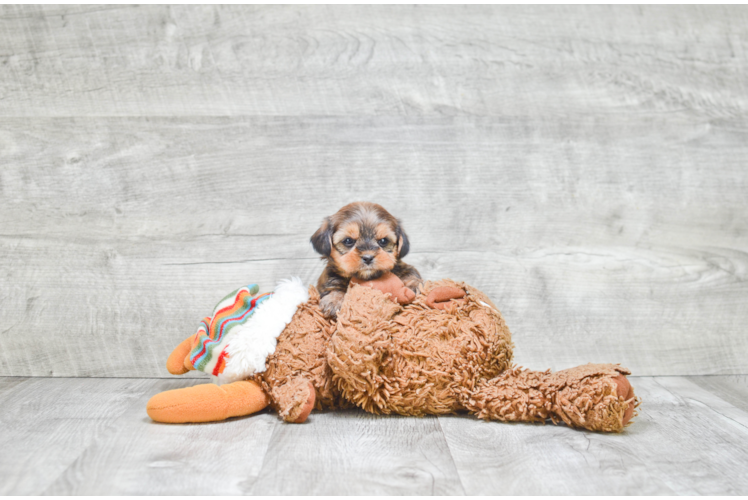 Shorkie Puppy for Adoption