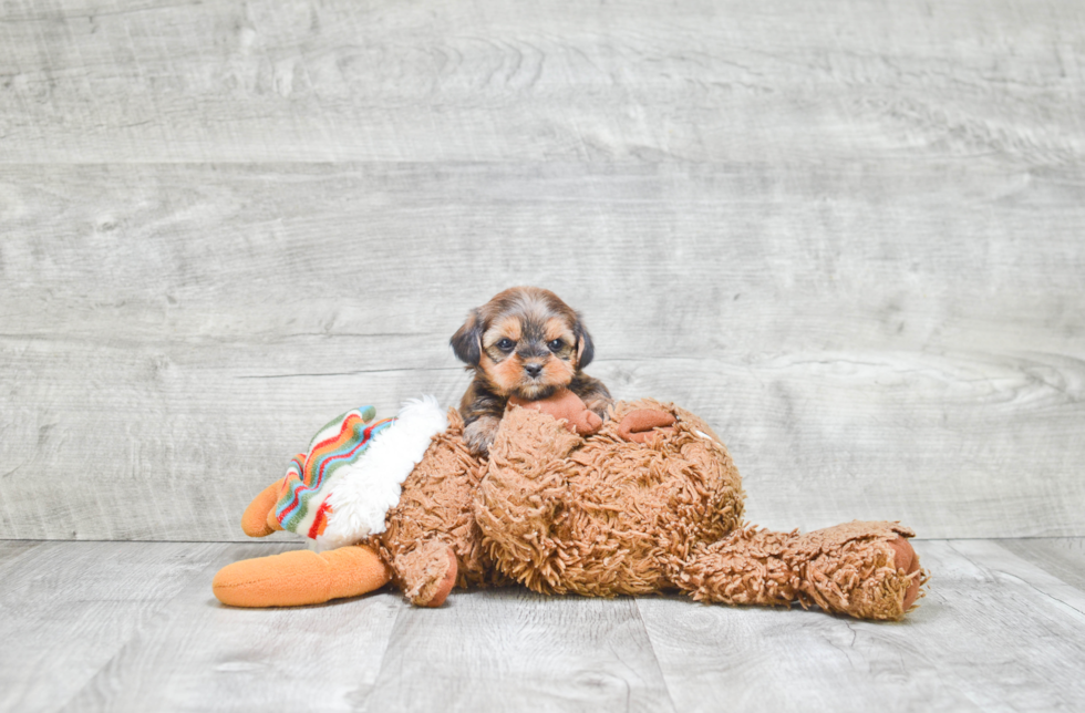 Shorkie Puppy for Adoption