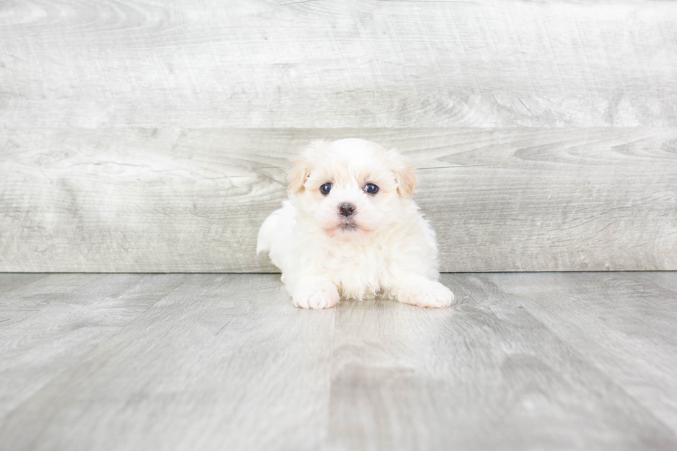 Havanese Puppy for Adoption