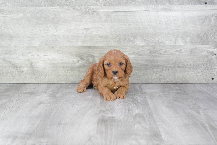 Adorable Cavoodle Poodle Mix Puppy