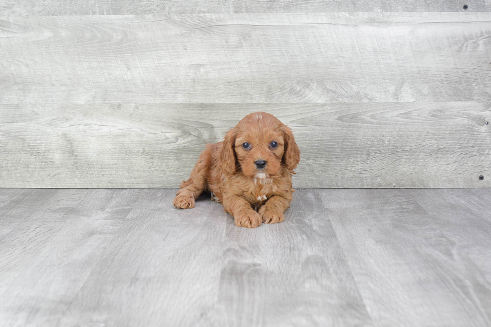 Adorable Cavoodle Poodle Mix Puppy