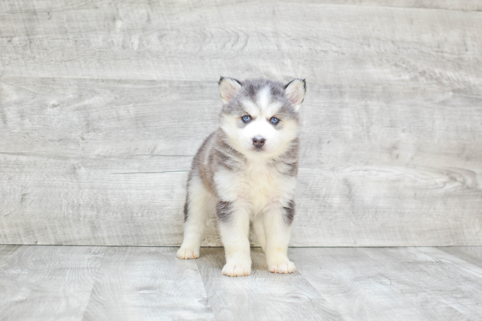 Pomsky Pup Being Cute