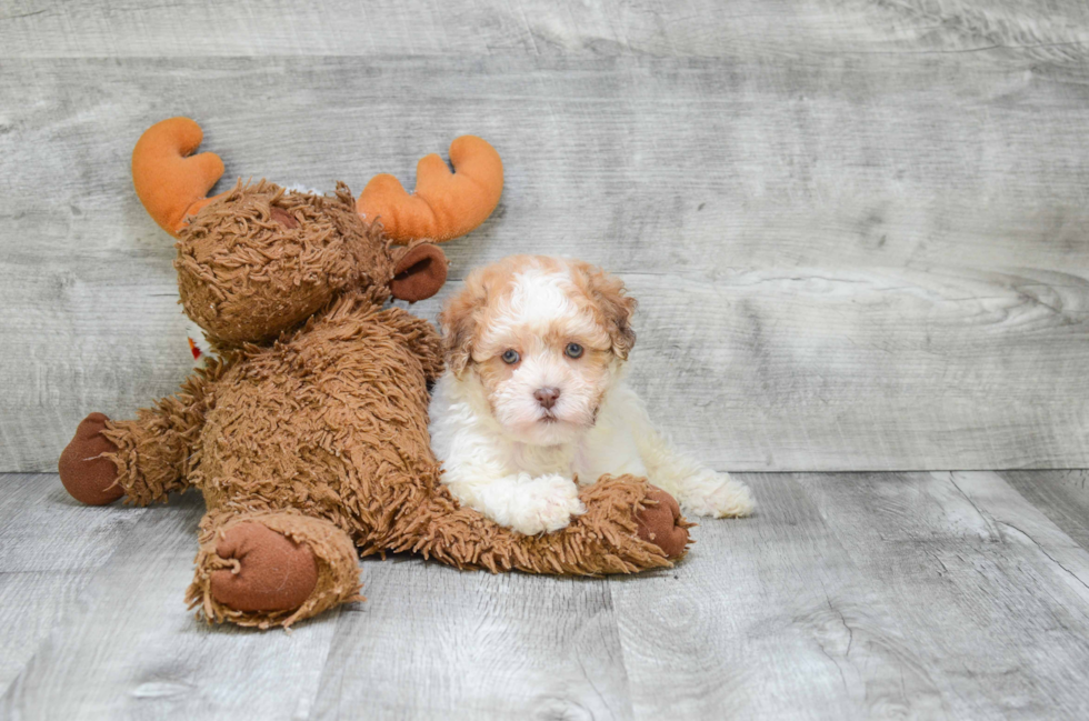 Hypoallergenic Havanese Baby