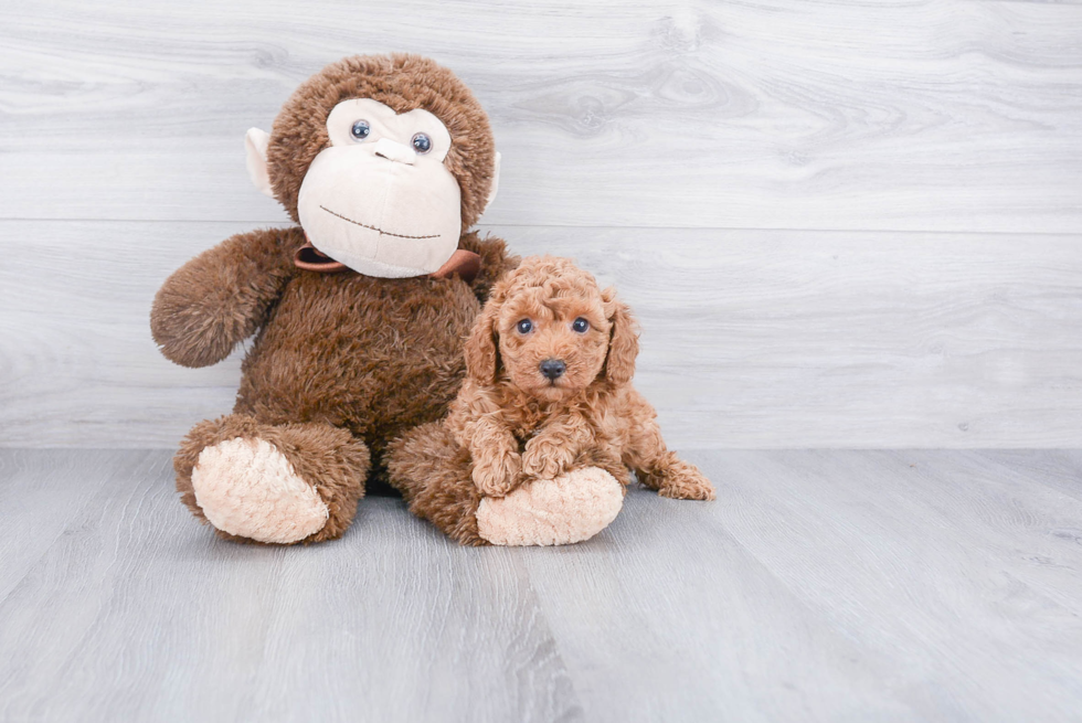 Funny Poodle Purebred Pup