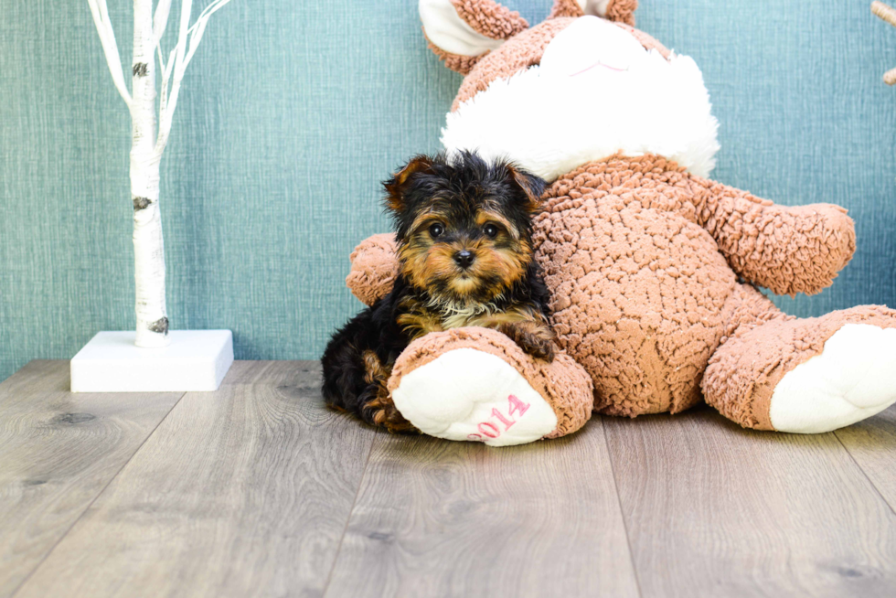 Meet  Teacup-Timmy - our Yorkshire Terrier Puppy Photo 