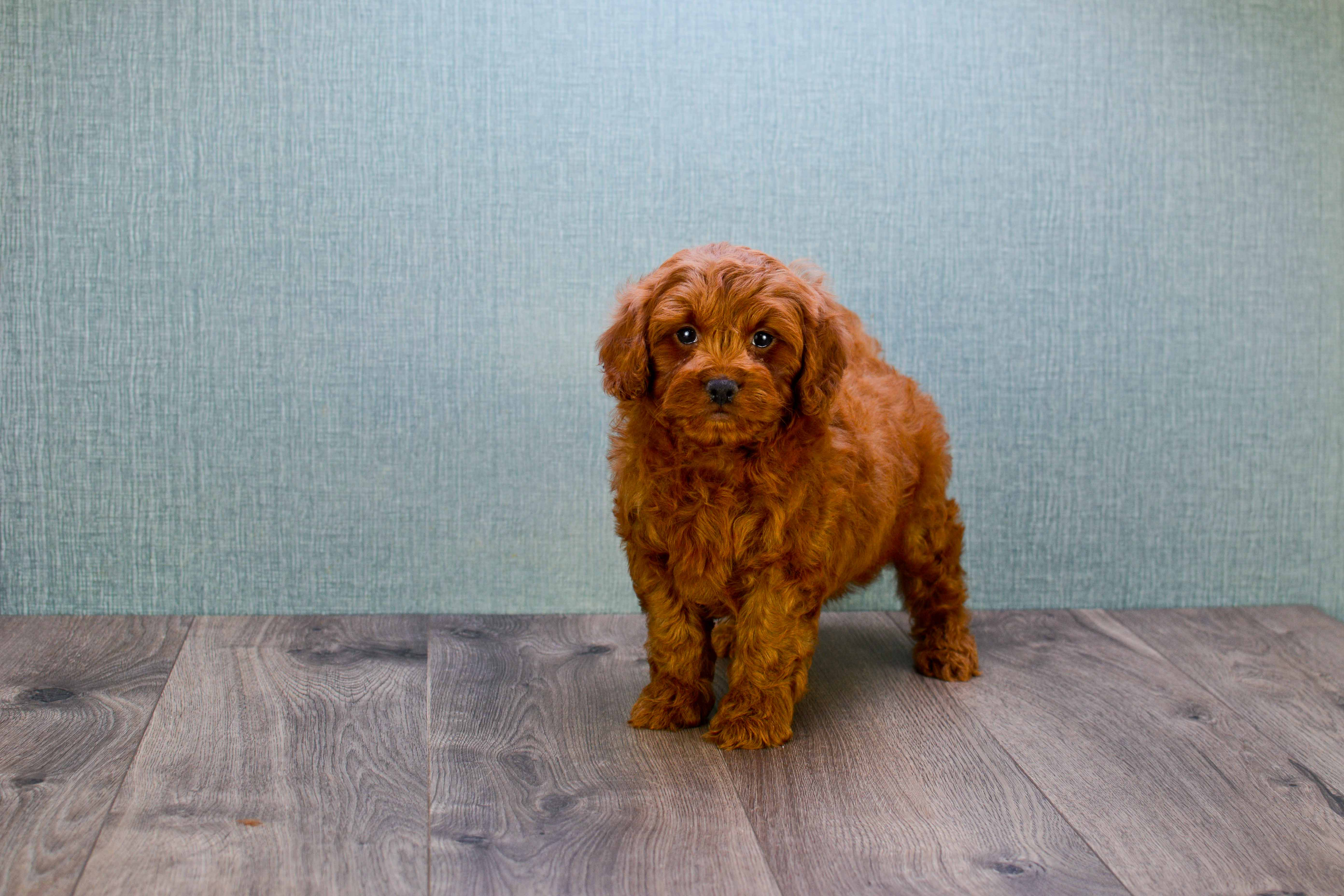 Best Mini Goldendoodle Baby