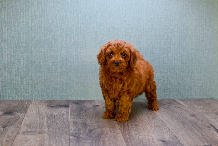 Best Mini Goldendoodle Baby