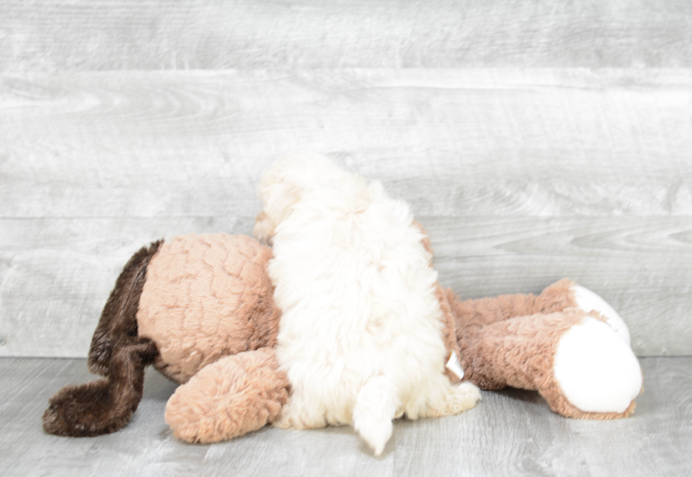 Maltipoo Pup Being Cute