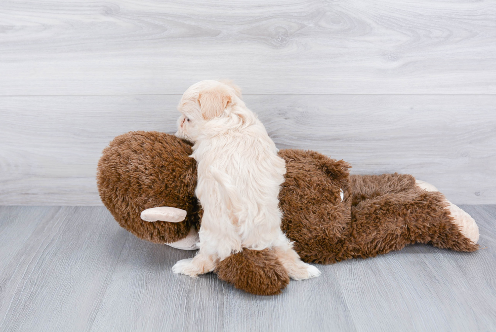 Maltipoo Puppy for Adoption