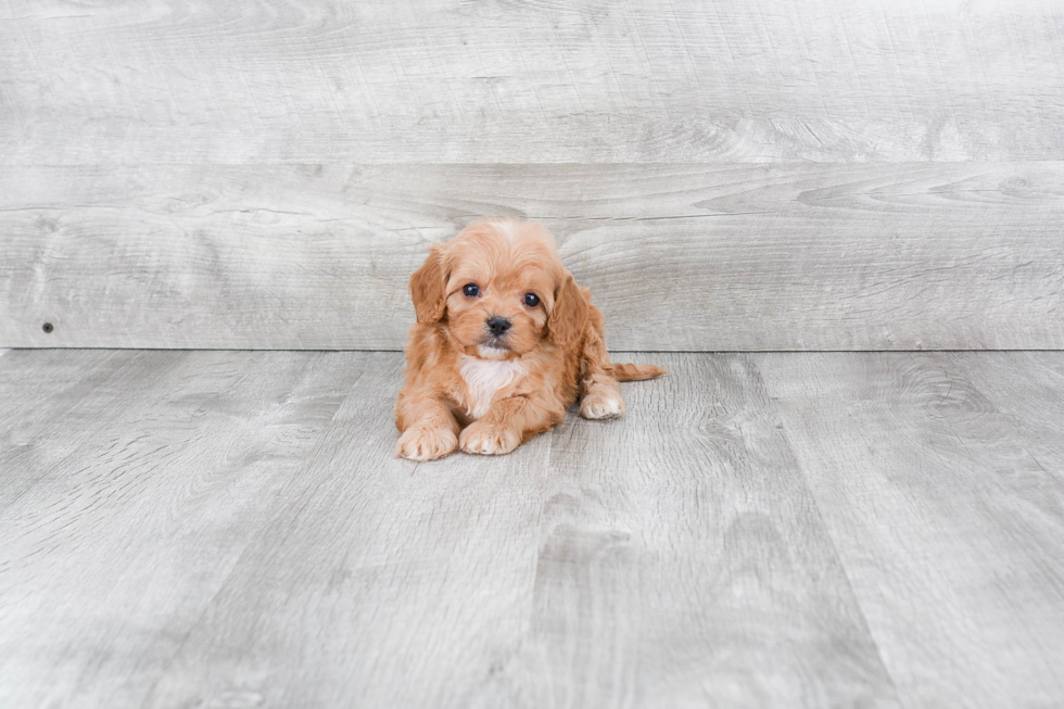 Funny Cavapoo Poodle Mix Pup