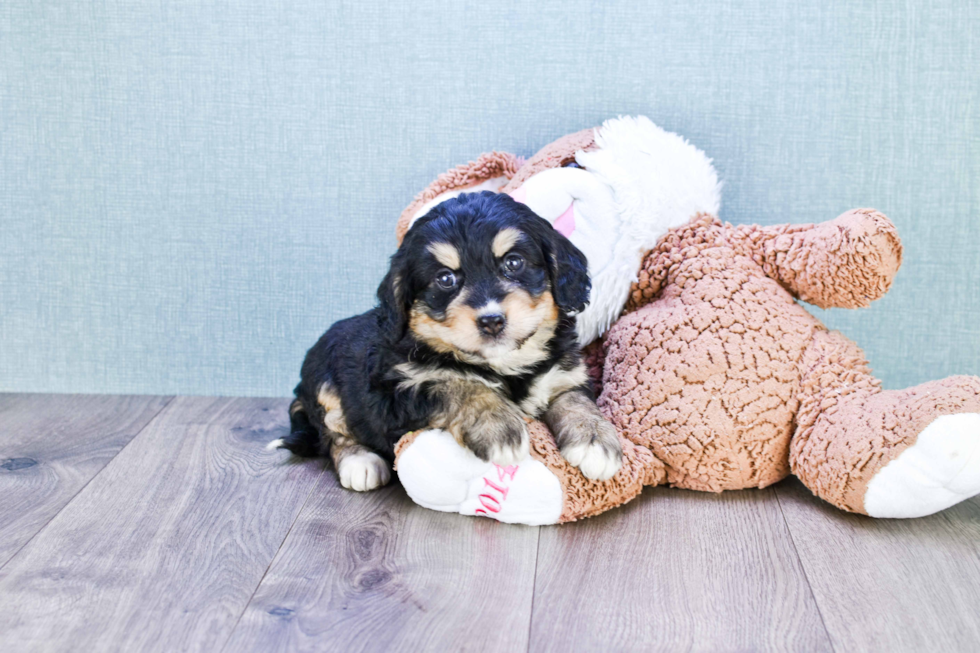 Happy Mini Bernedoodle Baby