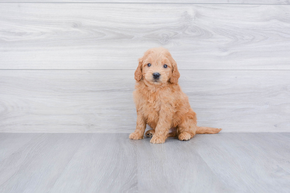 Best Mini Goldendoodle Baby