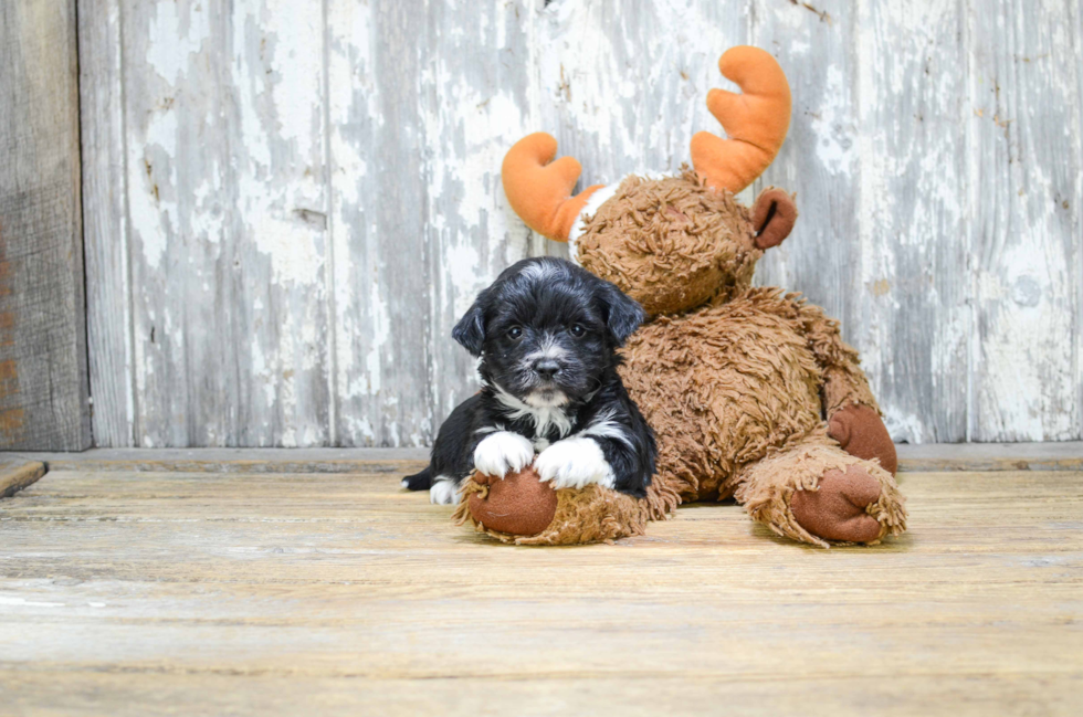 Cute Morkie Baby