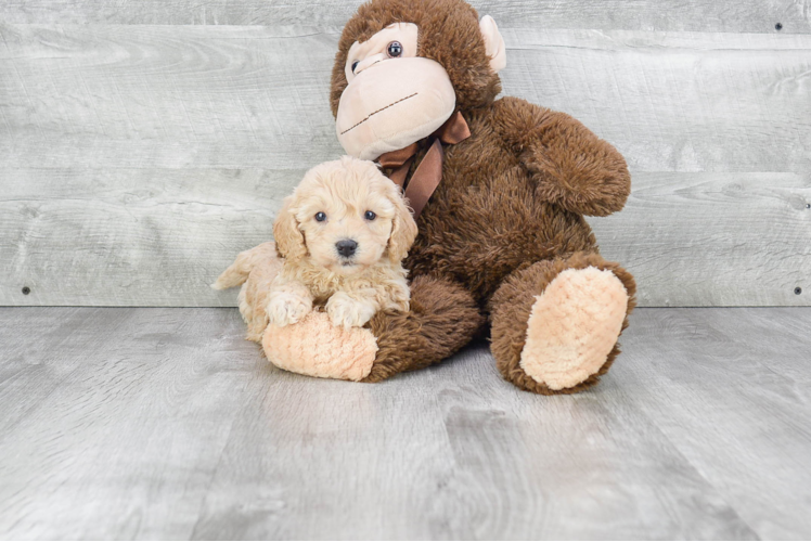 Best Cavapoo Baby