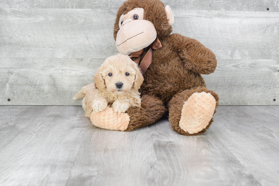 Best Cavapoo Baby