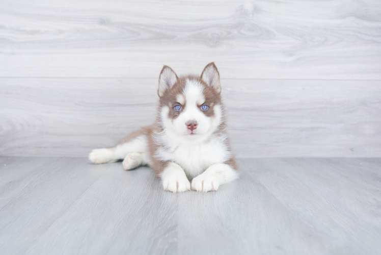 Best Pomsky Baby