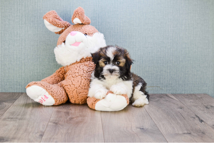 Fluffy Havanese Purebred Puppy