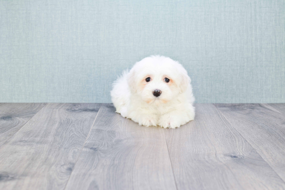 Playful Havanese Purebred Pup