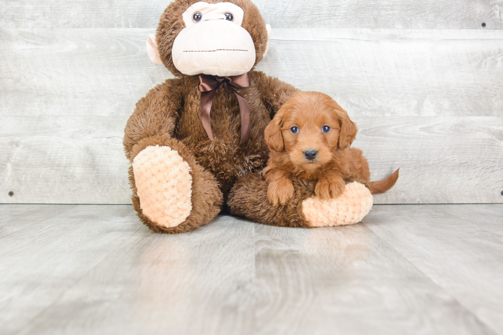 Mini Goldendoodle Puppy for Adoption