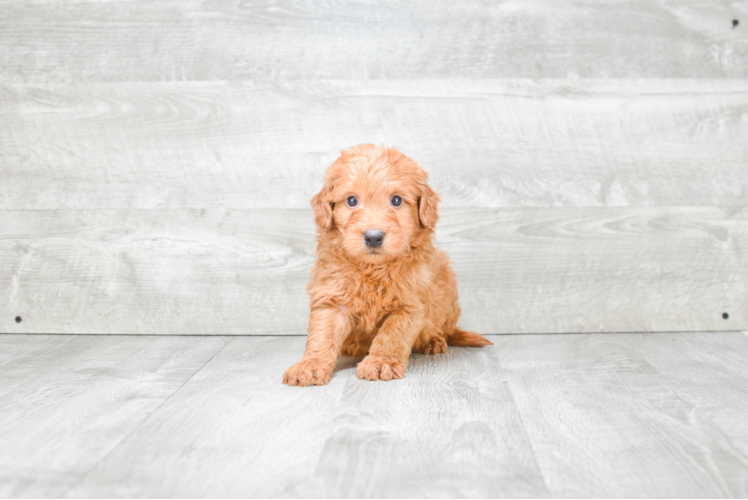 Funny Mini Goldendoodle Poodle Mix Pup