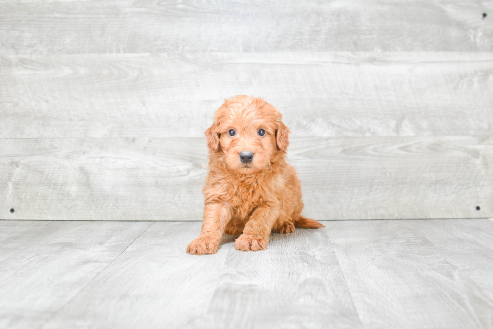 Funny Mini Goldendoodle Poodle Mix Pup