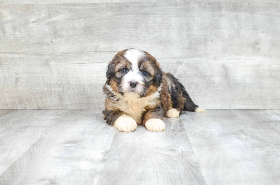 Mini Bernedoodle Pup Being Cute