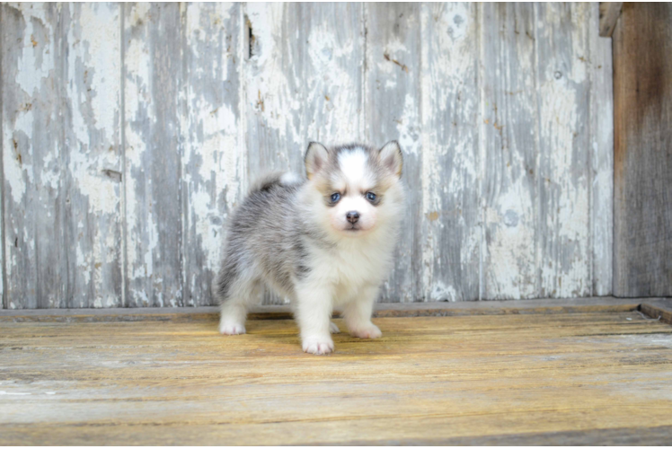 Best Pomsky Baby