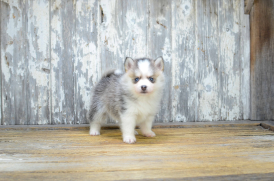 Best Pomsky Baby