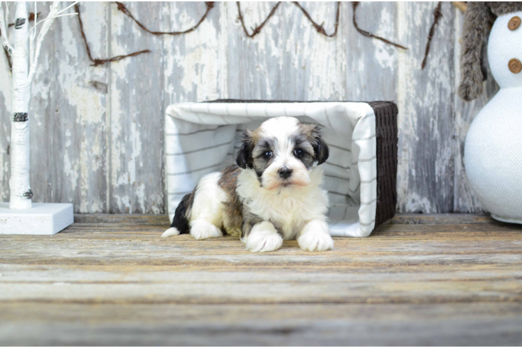 Cute Havanese Purebred Puppy