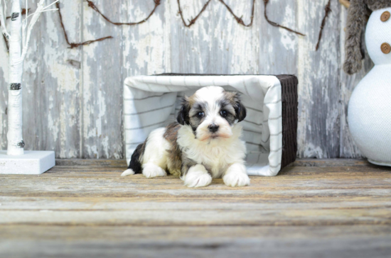 Cute Havanese Purebred Puppy