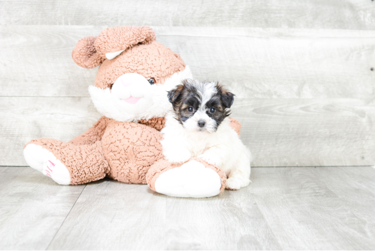 Teddy Bear Pup Being Cute