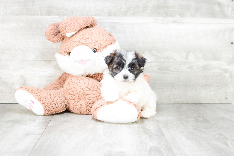 Teddy Bear Pup Being Cute