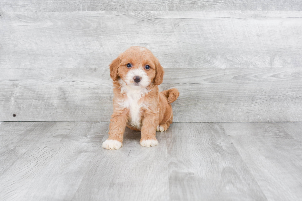 Happy Mini Goldendoodle Baby