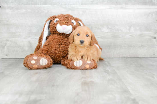 Petite Mini Goldendoodle Poodle Mix Pup