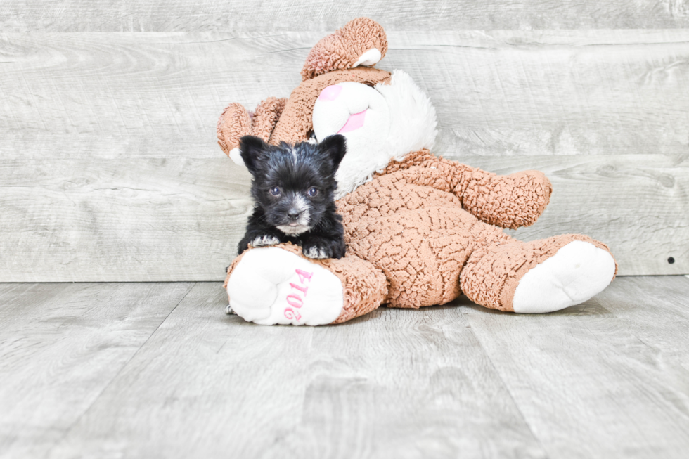 Best Morkie Baby