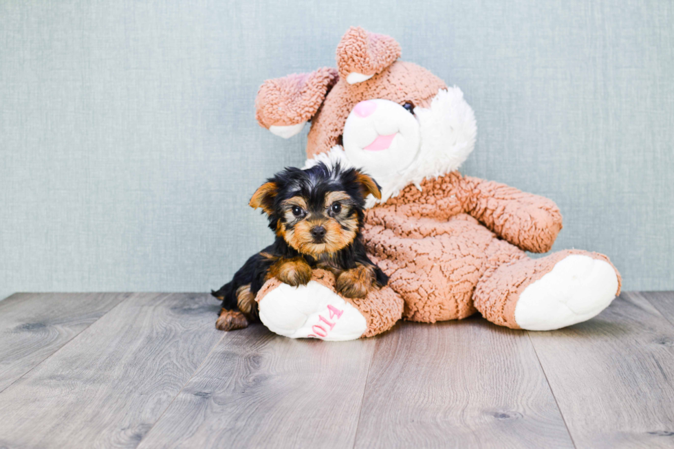 Meet Capone - our Yorkshire Terrier Puppy Photo 